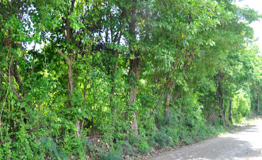 Sold Ec85,050Ra 7463, Telescope, Saint Andrew, Grenada 31,500