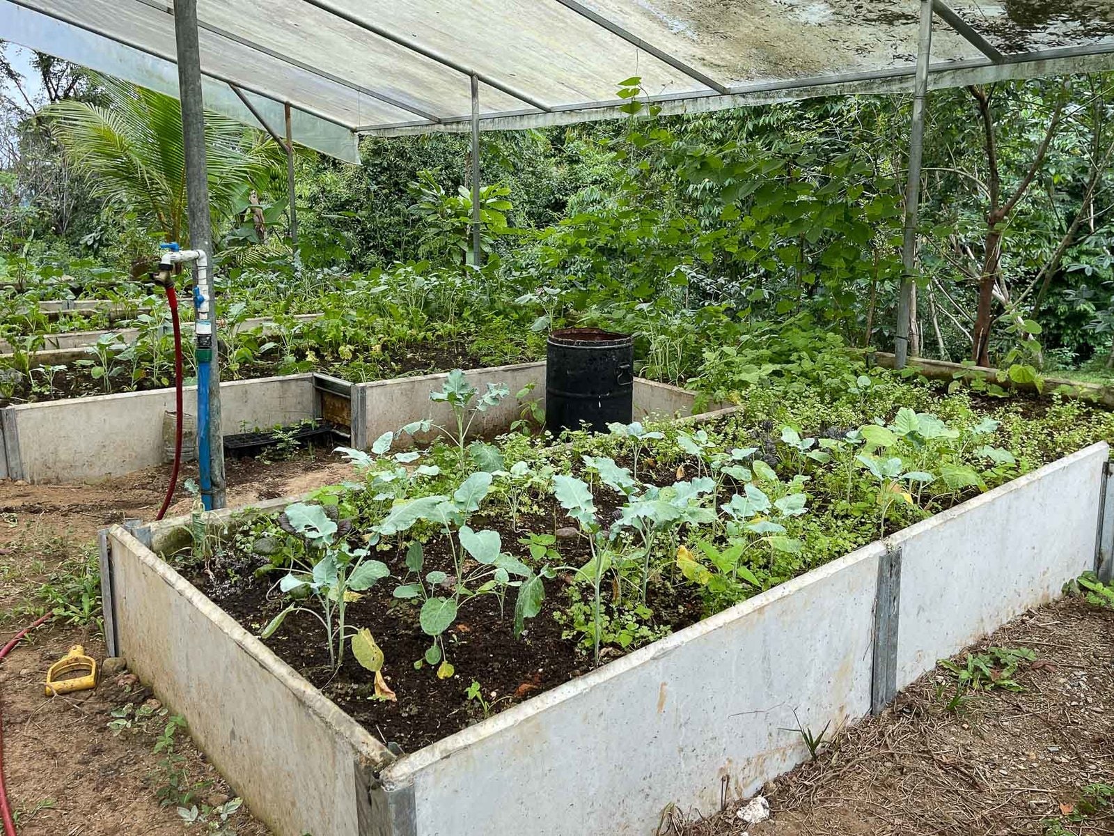 Sacred Earth Farm Tinamaste Diamante, Tinamastes, Perez Zeledon, Baru